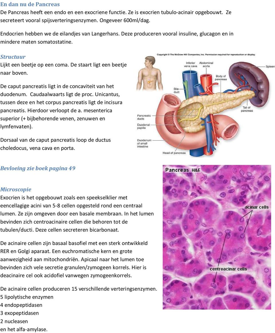 De staart ligt een beetje naar boven. De caput pancreatis ligt in de concaviteit van het duodenum. Caudaalwaarts ligt de proc.