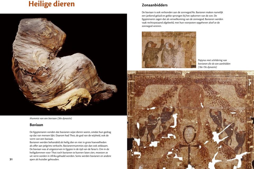 Papyrus met schildering van bavianen die de zon aanbidden (18e-19e dynastie) 31 Mummie van een baviaan (30e dynastie) Baviaan De Egyptenaren vonden dat bavianen wijze dieren waren, omdat hun gedrag