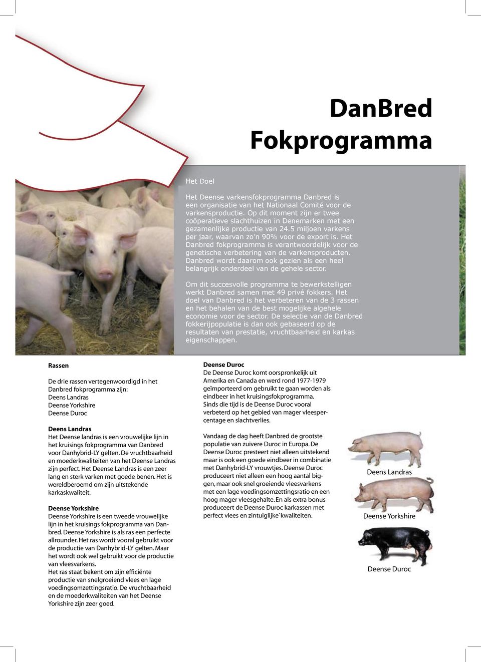Het Danbred fokprogramma is verantwoordelijk voor de genetische verbetering van de varkensproducten. Danbred wordt daarom ook gezien als een heel belangrijk onderdeel van de gehele sector.