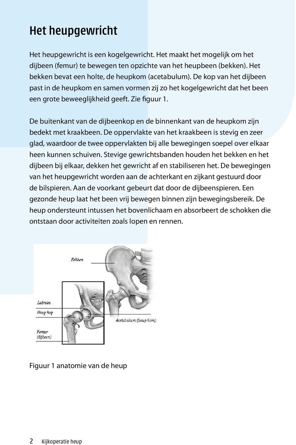 De buitenkant van de dijbeenkop en de binnenkant van de heupkom zijn bedekt met kraakbeen.