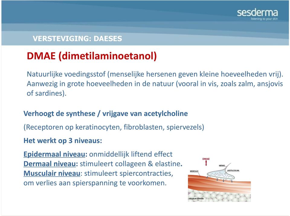 Verhoogt de synthese / vrijgave van acetylcholine (Receptoren op keratinocyten, fibroblasten, spiervezels) Het werkt op 3