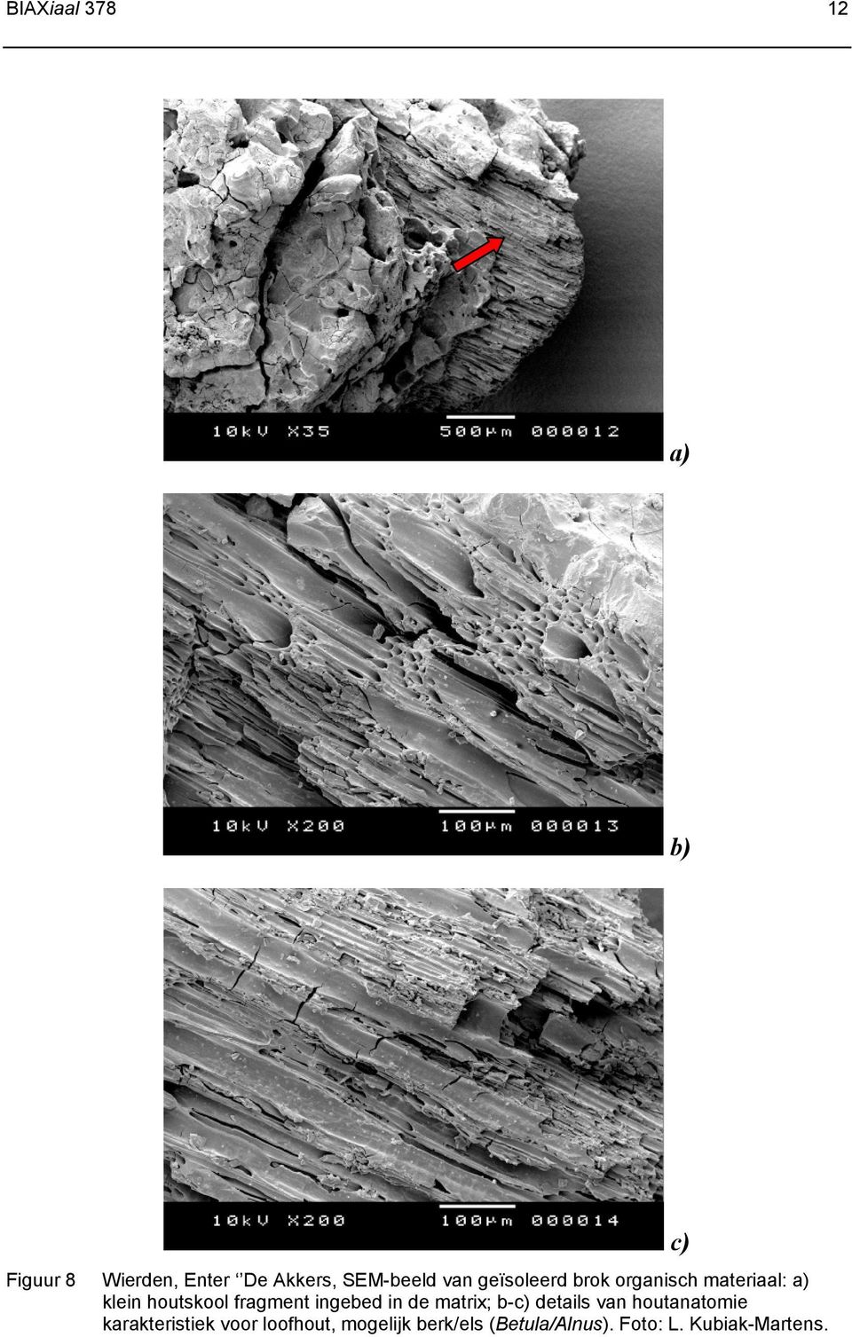 ingebed in de matrix; b-c) details van houtanatomie karakteristiek