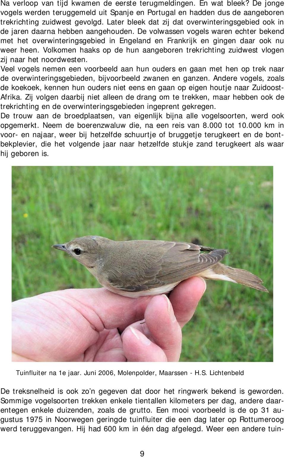 De volwassen vogels waren echter bekend met het overwinteringsgebied in Engeland en Frankrijk en gingen daar ook nu weer heen.