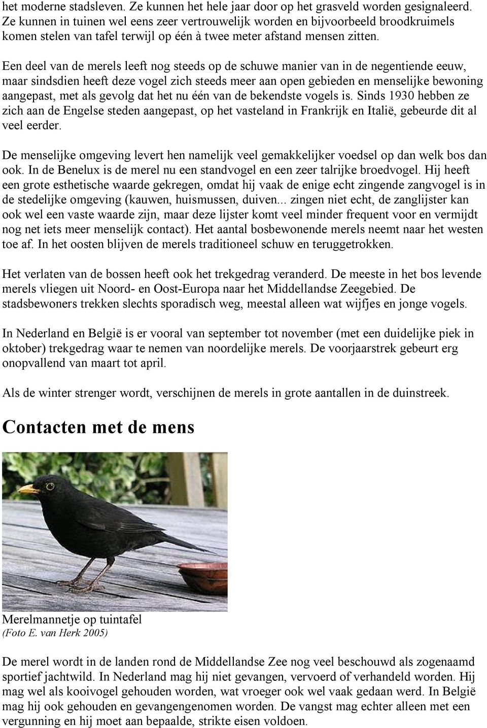 Een deel van de merels leeft nog steeds op de schuwe manier van in de negentiende eeuw, maar sindsdien heeft deze vogel zich steeds meer aan open gebieden en menselijke bewoning aangepast, met als