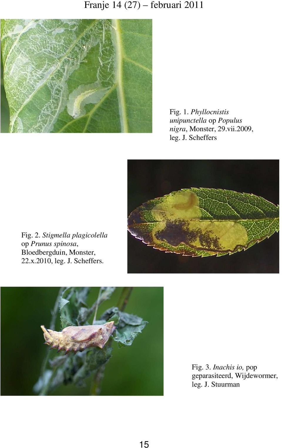 Stigmella plagicolella op Prunus spinosa, Bloedbergduin, Monster,