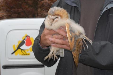 Ze worden opgehaald en overgebracht naar een Opvangcentrum voor Vogels en Wilde dieren (VOC), waar ze verder verzorgd worden. Waarom is het WTT nodig?