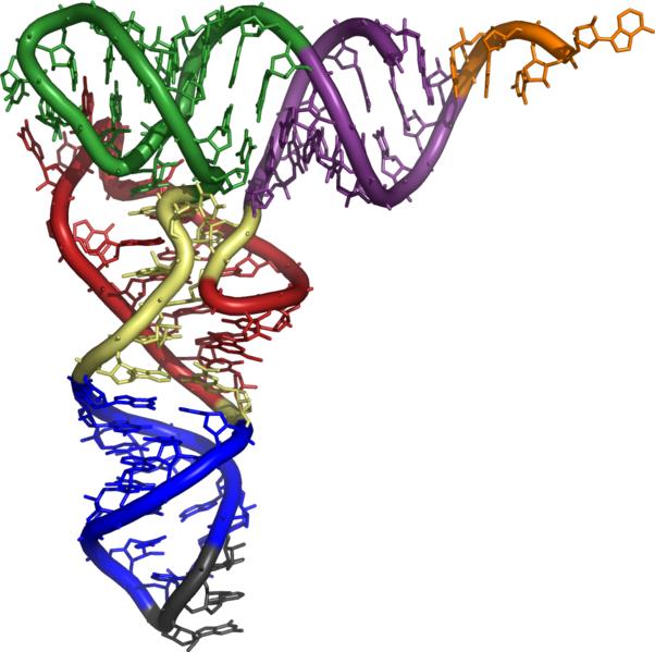 Omdat tijdens translatie (synthese van eiwitten) de RNA-molecule bekomen na splicing wordt gebruikt, wordt deze molecule mrna genoemd.