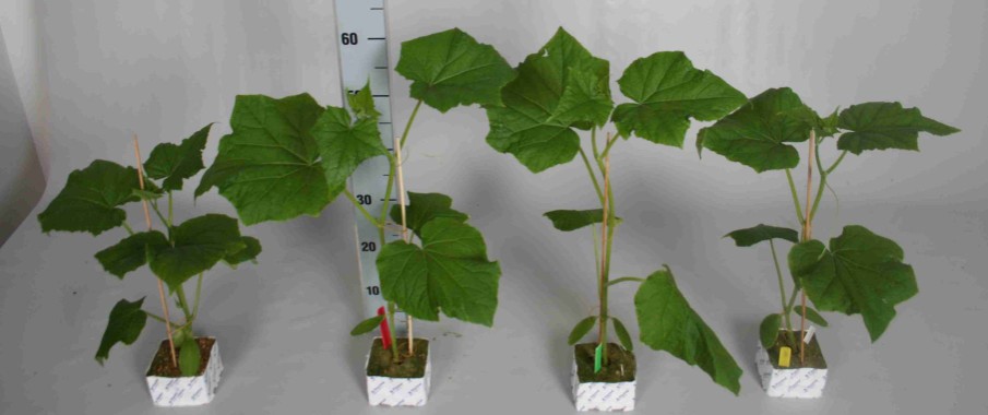 Versnelde opkweek Komkommer cv. Proloog na 15 of 20 dagen belichten Controle +10 µmol FR +14.5 µmol FR + 2.
