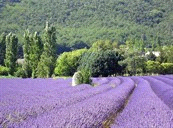 Gezinsvakanties / Europa / Frankrijk Code 354080 LA individuele reis Niveau Accommodatie Waardering GPS tracks aanwezig Frankrijk - Drôme Provençal, 8 dagen Lavendelgeuren en ezelsporen,