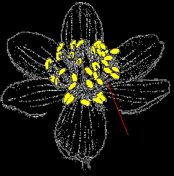 17. Stuifmeel halen. Een haalbij verzamelt ook stuifmeel op de bloemen. Stuifmeel is het poeder dat uit de helmknoppen komt. Een helmknop zit bovenop een meeldraad (een steeltje) in de bloem.