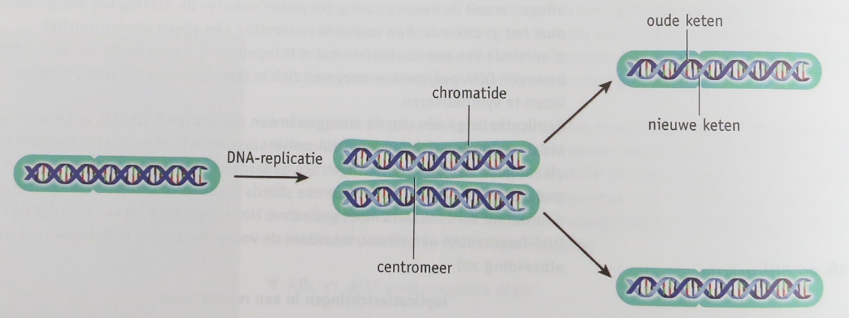 helicase = een enzym dat er voor zorgt dat het dubbelstrengs-dna uit elkaar 'ritst'.