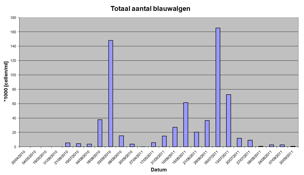 Figuur 4.2 Verloop van het totale aantal potentieel toxische blauwalgen gedurende de zwemwaterseizoenen 21-211 in de Kralingse Plas.