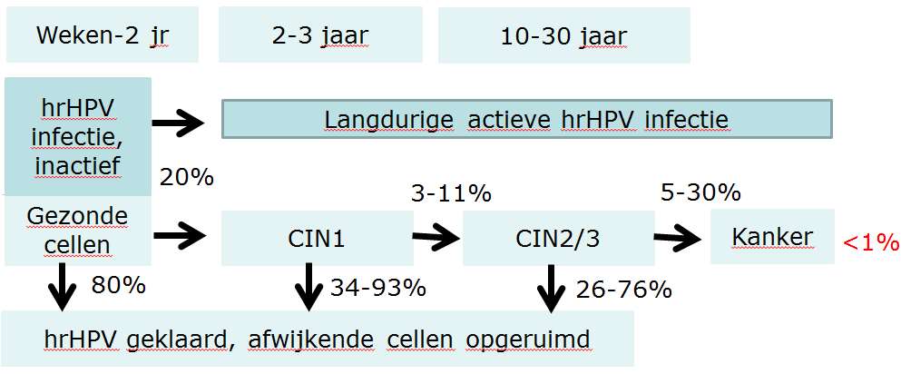 Geen positieve test Geen risico op celafwijkingen of erger Waarschijnlijk geen risico op besmetting partner Boodschap: - Moment van detectie hrhpv zegt weinig over moment van infectie - Een