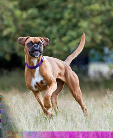 Honden Elke hond doorloopt vanaf de geboorte tot aan volwassen zijn, een aantal ontwikkelingsfasen. De periode dat de pup nog in de baarmoeder zit, lijkt op de ontwikkeling van een mens.