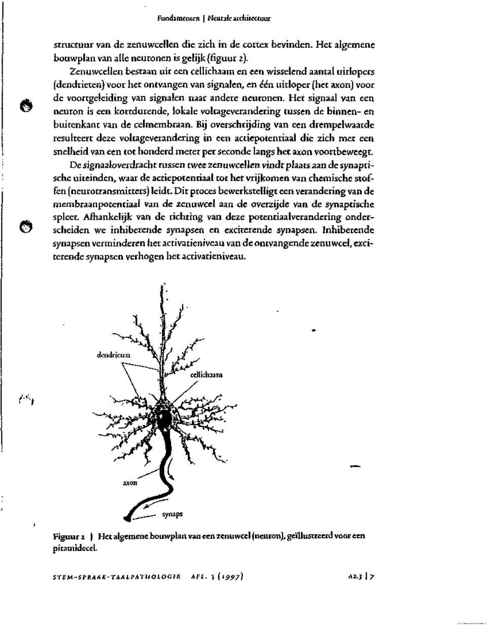 neuronen. Het signaal van een neuron is een kortdutende, lokale voltageverandering tussen de binnen- en buitenkant van de celmembraan.