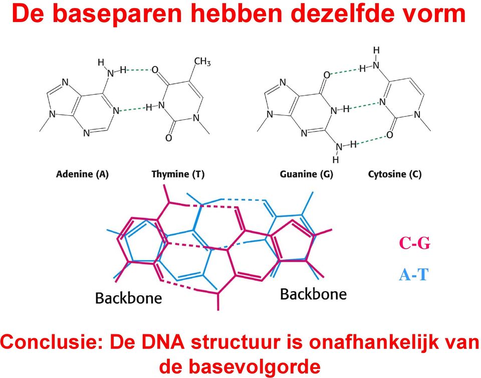 Conclusie: De DNA