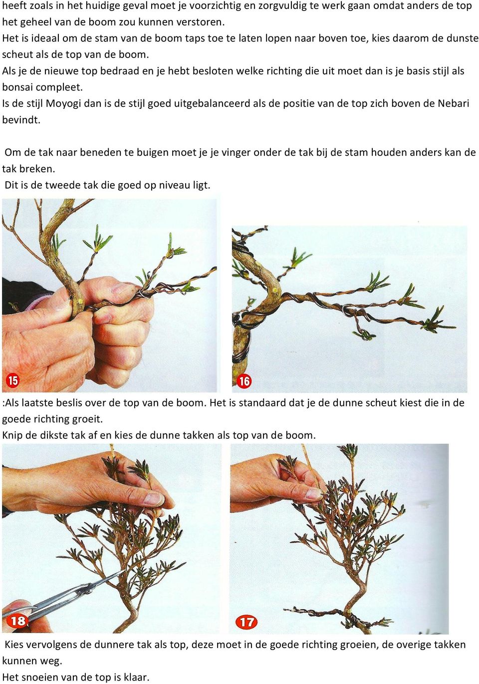 Als je de nieuwe top bedraad en je hebt besloten welke richting die uit moet dan is je basis stijl als bonsai compleet.