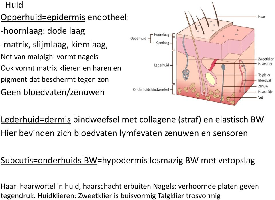elastisch BW Hier bevinden zich bloedvaten lymfevaten zenuwen en sensoren Subcutis=onderhuids BW=hypodermis losmazig BW met vetopslag