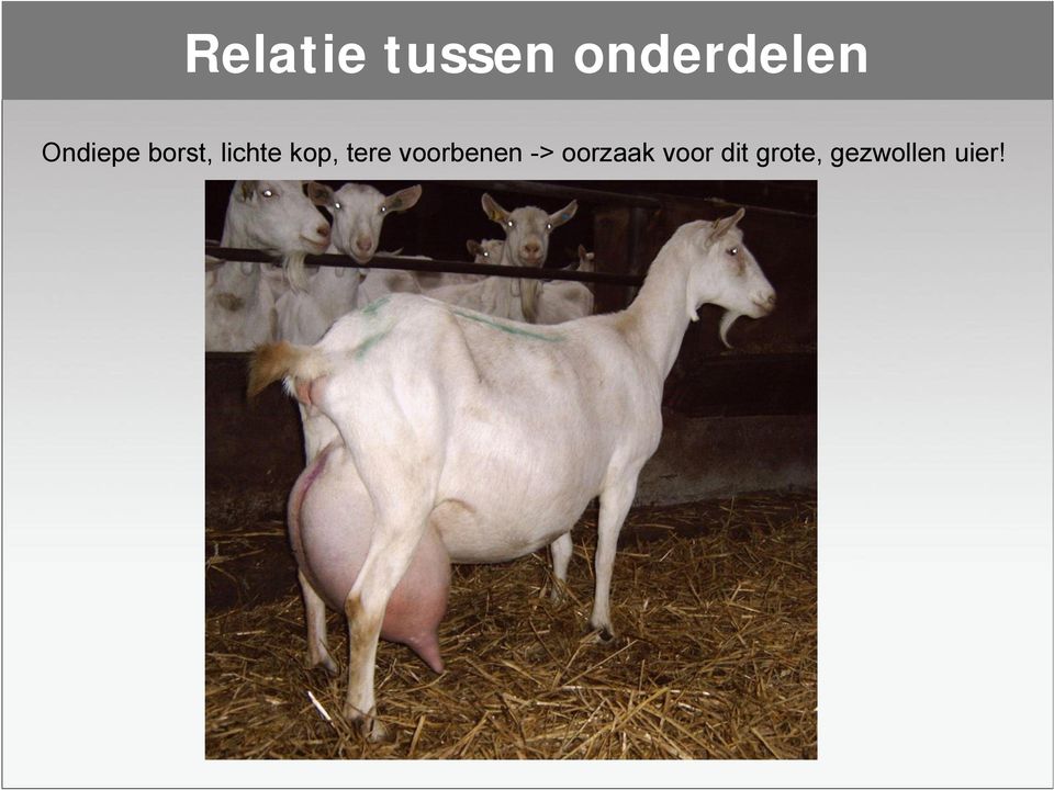 tere voorbenen -> oorzaak