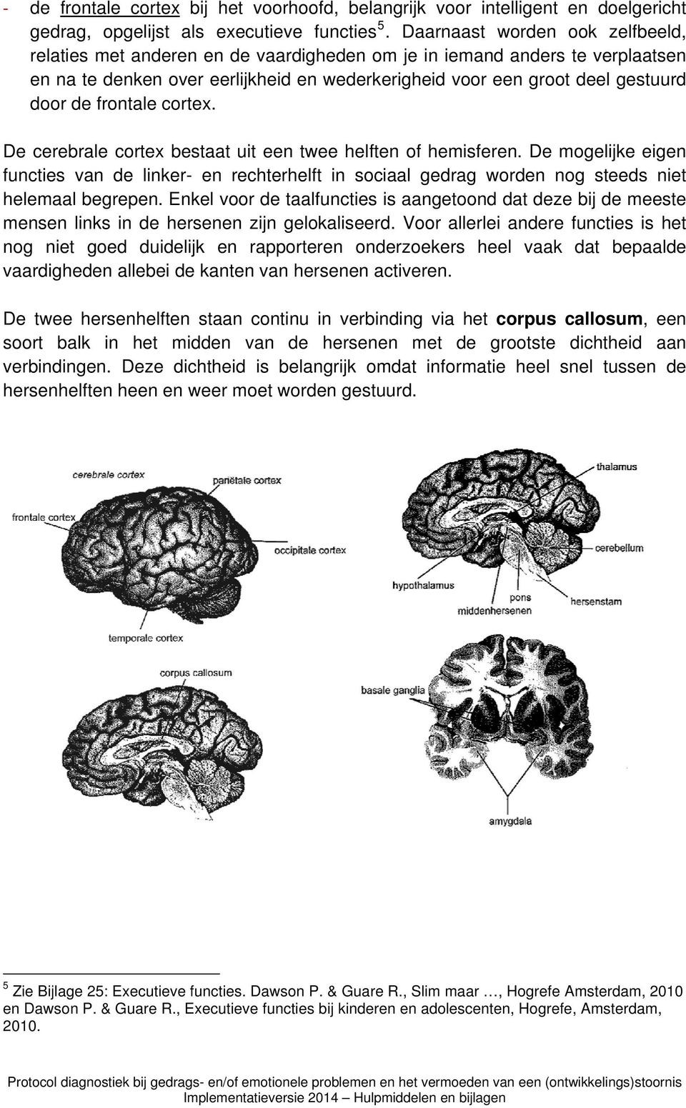 frontale cortex. De cerebrale cortex bestaat uit een twee helften of hemisferen. De mogelijke eigen functies van de linker- en rechterhelft in sociaal gedrag worden nog steeds niet helemaal begrepen.