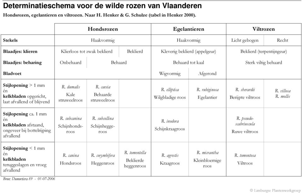 Blaadjes: beharing Onbehaard Behaard Behaard tot kaal Sterk viltig behaard Bladvoet Wigvormig Afgerond Stijlopening > 1 mm kelkbladen opgericht, laat afvallend of blijvend R.