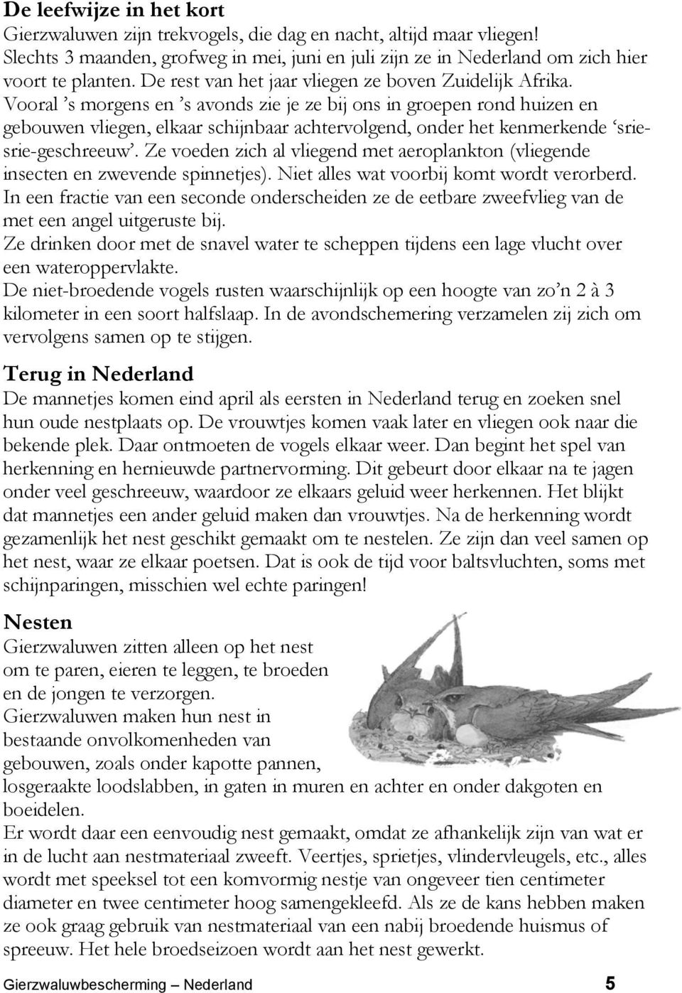 Vooral s morgens en s avonds zie je ze bij ons in groepen rond huizen en gebouwen vliegen, elkaar schijnbaar achtervolgend, onder het kenmerkende sriesrie-geschreeuw.