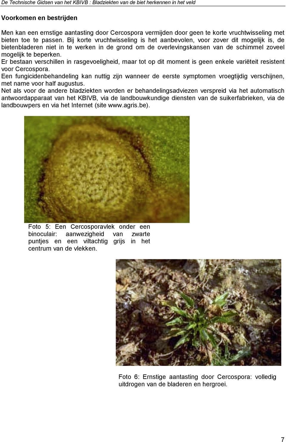 Er bestaan verschillen in rasgevoeligheid, maar tot op dit moment is geen enkele variëteit resistent voor Cercospora.