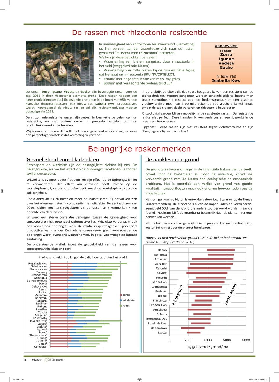 Waarneming van bieten aangetast door rhizoctonia in het veld (weggekwijnde bieten) Waarneming van rotte bieten bij de rooi en bevestiging dat het gaat om rhizocton nia BRUINWORTELROT.