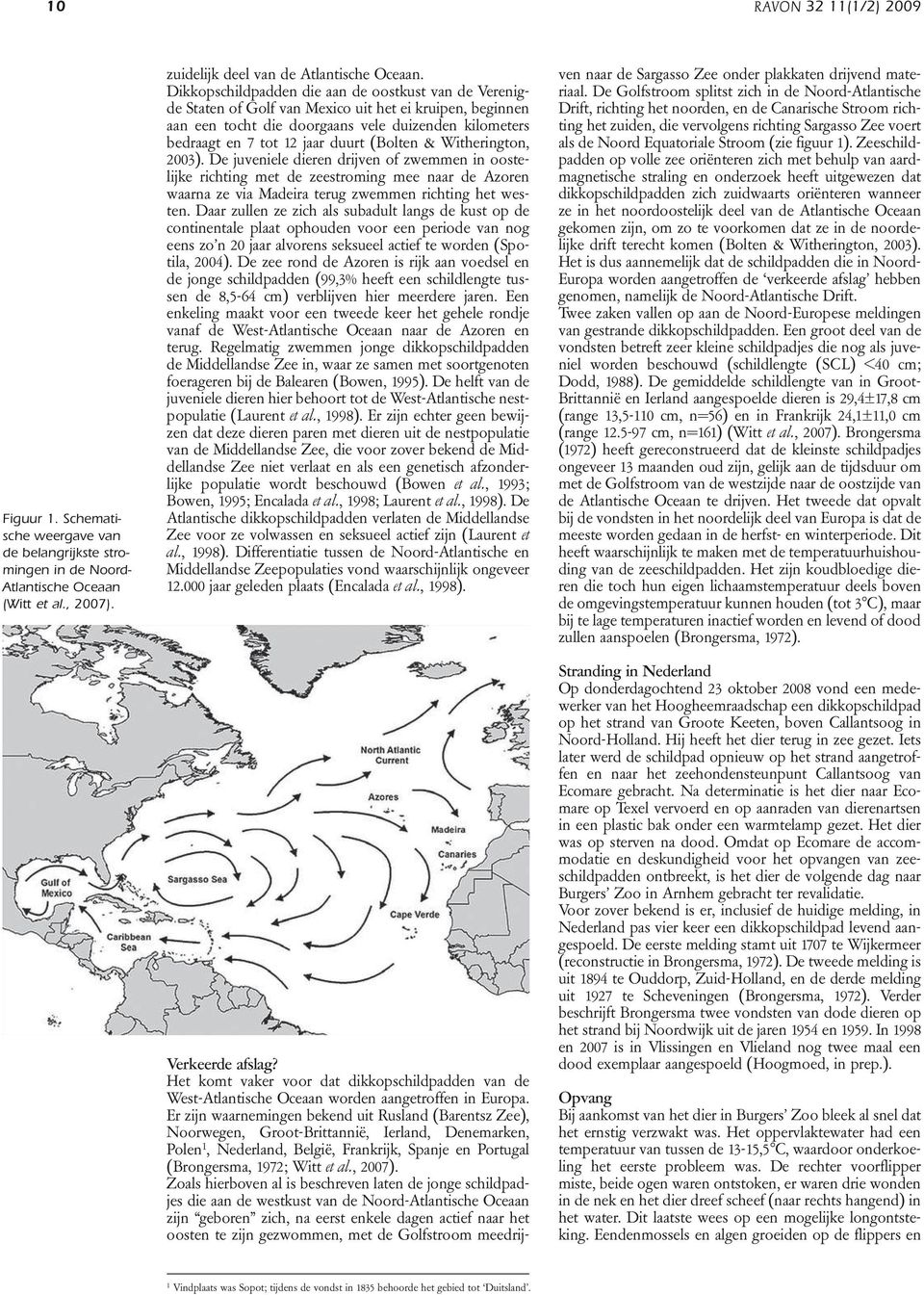 (Bolten & Witherington, 2003). De juveniele dieren drijven of zwemmen in oostelijke richting met de zeestroming mee naar de Azoren waarna ze via Madeira terug zwemmen richting het westen.