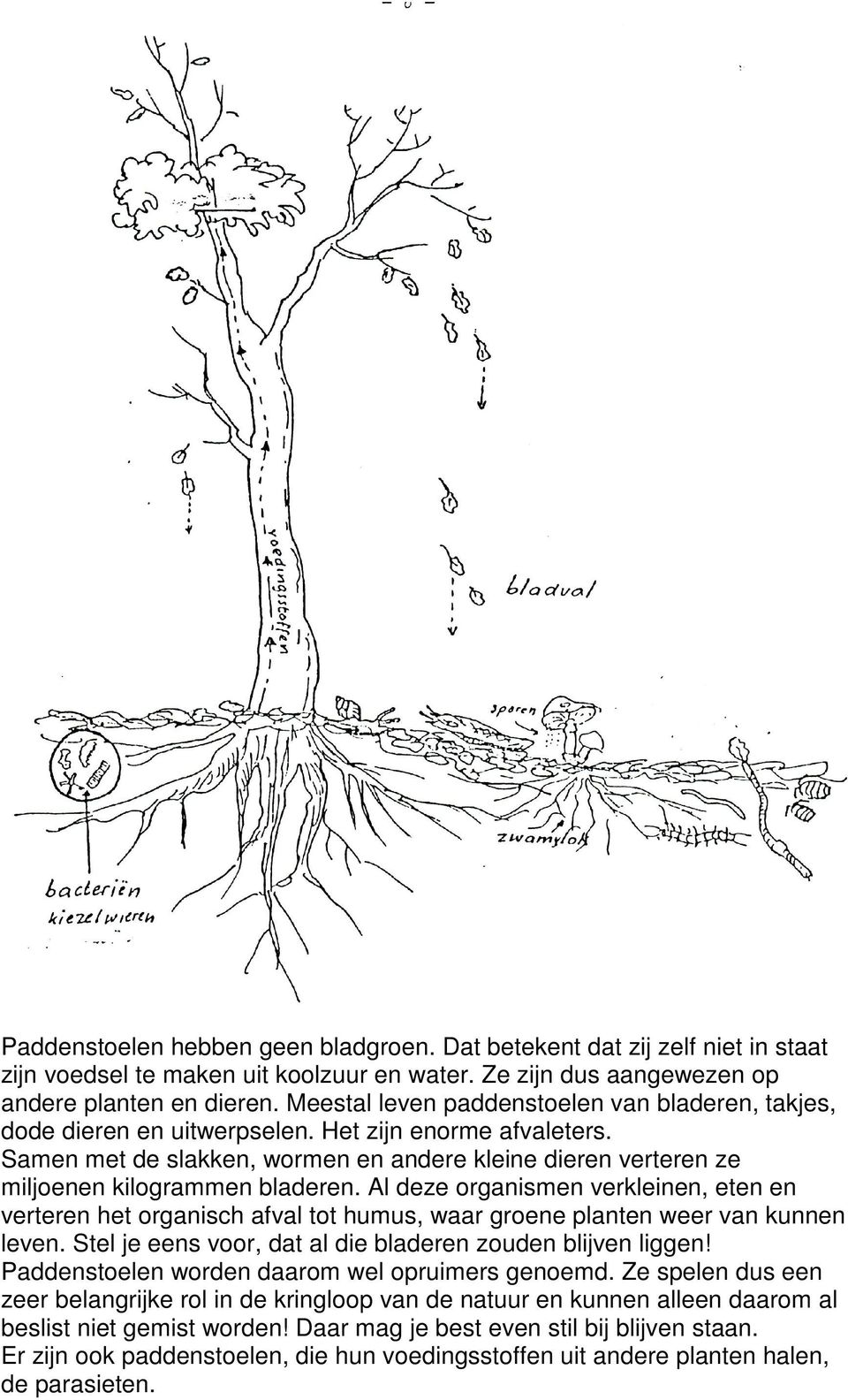 Samen met de slakken, wormen en andere kleine dieren verteren ze miljoenen kilogrammen bladeren.