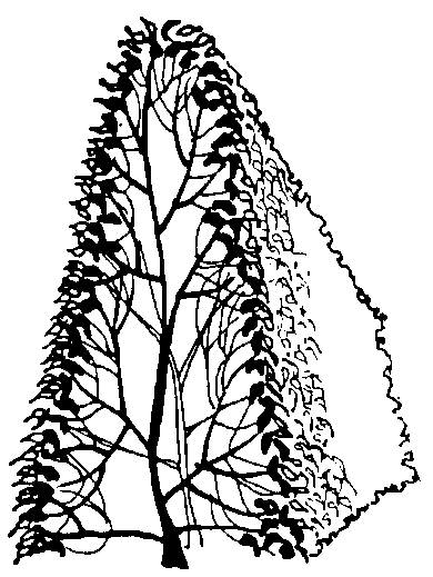 Beste snoeivorm voor hagen De trapezium-vorm is de beste snoeivorm voor hagen.