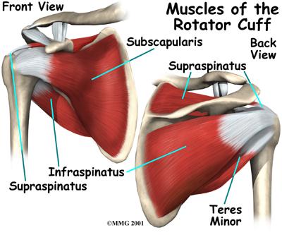 Tussen het acromion en de rotatorcuffpezen ligt de bursa subacromialis. Deze bursa is een voortzetting van de bursa subdeltoidea, gelegen op de pees van de m. supraspinatus.