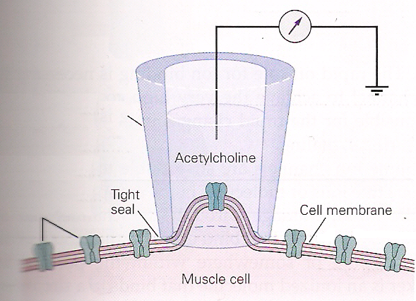 H4: elektrisch geladen celmembranen Meten van membraanpotentialen en stromen Zenuwcellen kunnen prikkels ontvangen en vervoeren exciteerbare cellen Stromen geladen deeltjes in waterige milieus