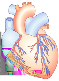 Verwerking Stap1 Het hart van dichtbij Cardiologie is het medisch specialisme dat zich bezighoudt met het opsporen, diagnosticeren en behandelen van ziekten van het hart.