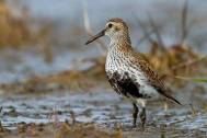 Bonte strandloper Latijnse naam : Calidris alpina Populatiegrootte : 1 33 ( alpina populatie, Delany & Scott 26). De Bonte strandloper is een kleine strandloper met een relatief lange snavel.