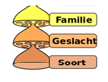 familie/geslacht: groep soorten met overeenkomstige kenmerken kruising onderling is onmogelijk soort/species (Heukels 23 ste druk): aantal niet willekeurige kenmerken, in een groep samengebracht