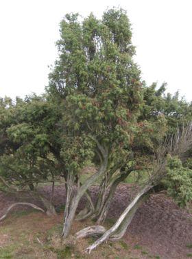 Afdeling 4 Naaktzadigen (Gymnospermae) Jeneverbes (Juniperus communis) struik die tot 10 meter hoog kan worden pionier,