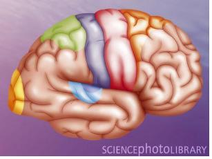 rechterhersenhelft intensiever gebruik door kunstenaar = interne representatie toetsen aan perceptie achterpartieel cortex bij kunstenaar > produceren geplande bewegingen