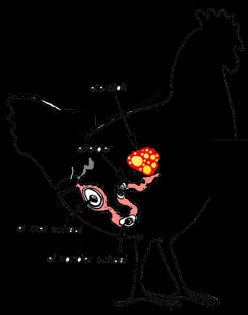 C. Geef in de tekening de alvleesklier aan met de letter Q. 18. Hieronder zie je een doorsnede van een kip. A. Welk orgaanstelsel zie je in het plaatje? Voorplantingsstelsel B.