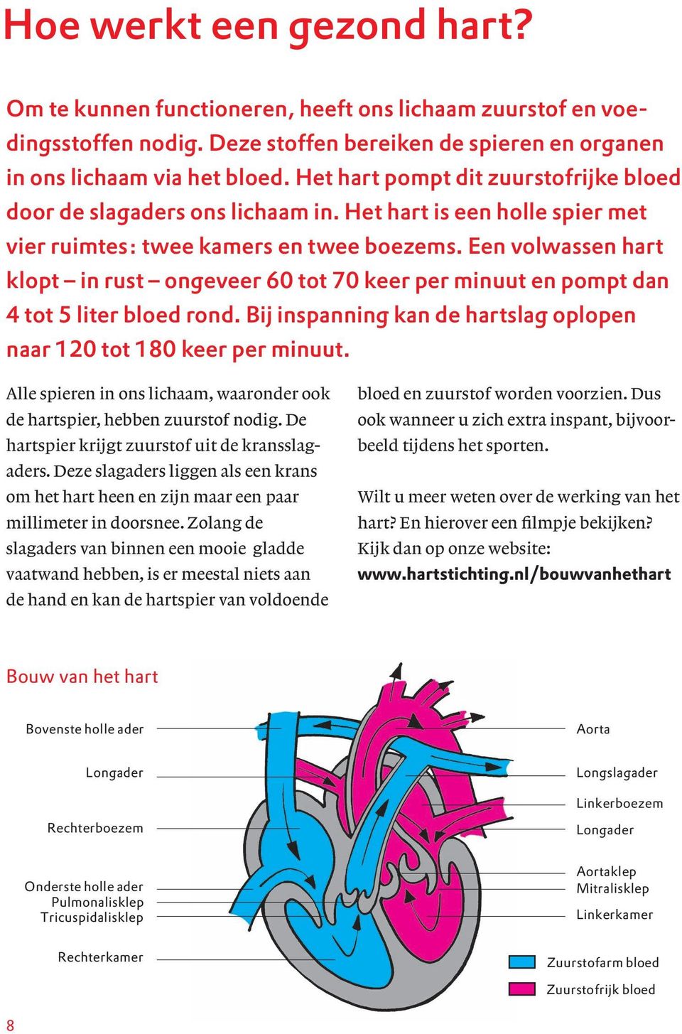 Een volwassen hart klopt in rust ongeveer 60 tot 70 keer per minuut en pompt dan 4 tot 5 liter bloed rond. Bij inspanning kan de hartslag oplopen naar 120 tot 180 keer per minuut.