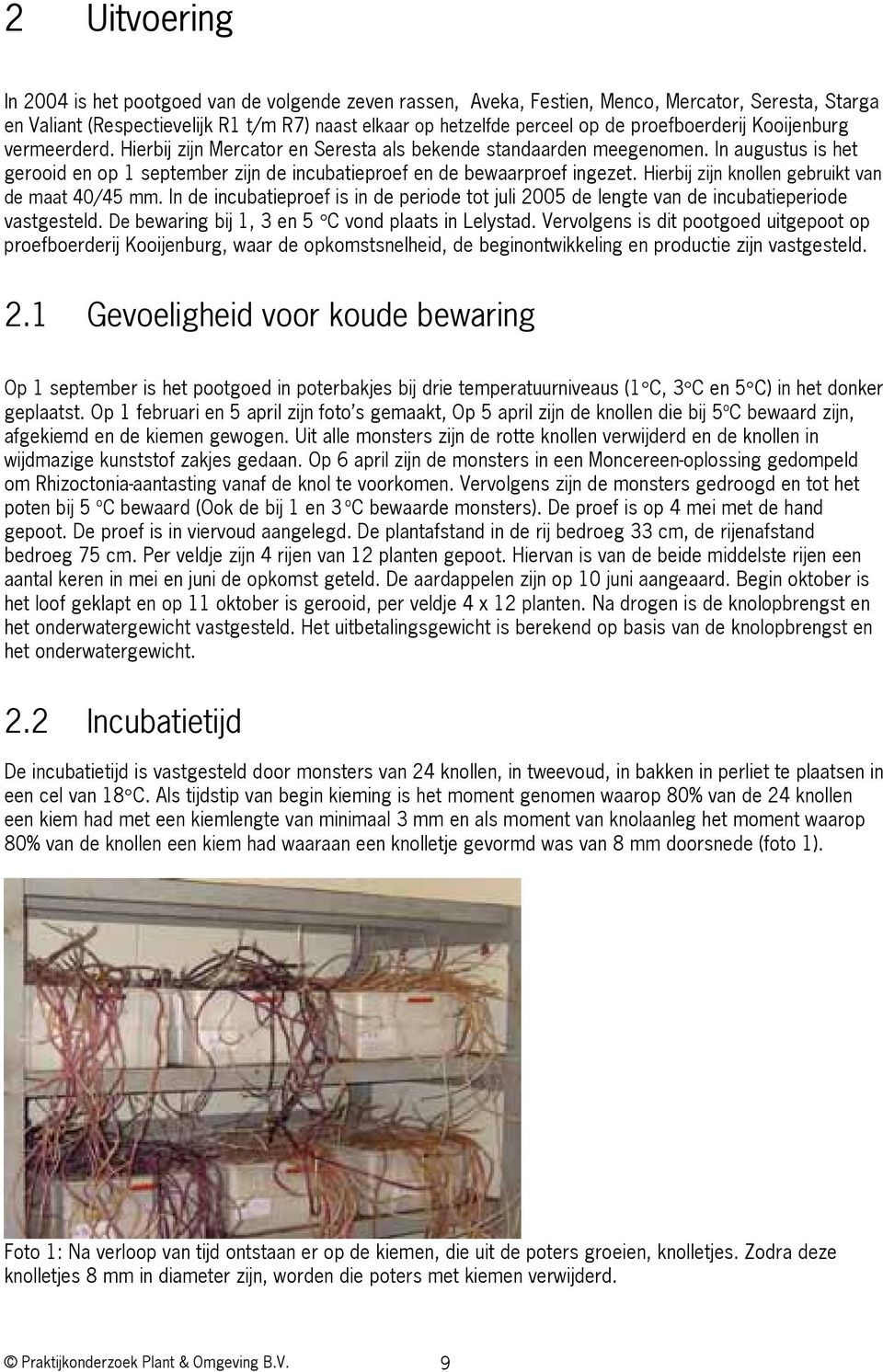 In augustus is het gerooid en op 1 september zijn de incubatieproef en de bewaarproef ingezet. Hierbij zijn knollen gebruikt van de maat 40/45 mm.