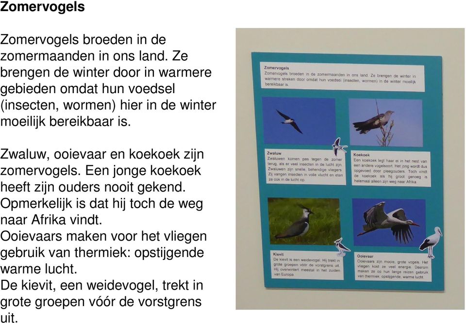 is. Zwaluw, ooievaar en koekoek zijn zomervogels. Een jonge koekoek heeft zijn ouders nooit gekend.