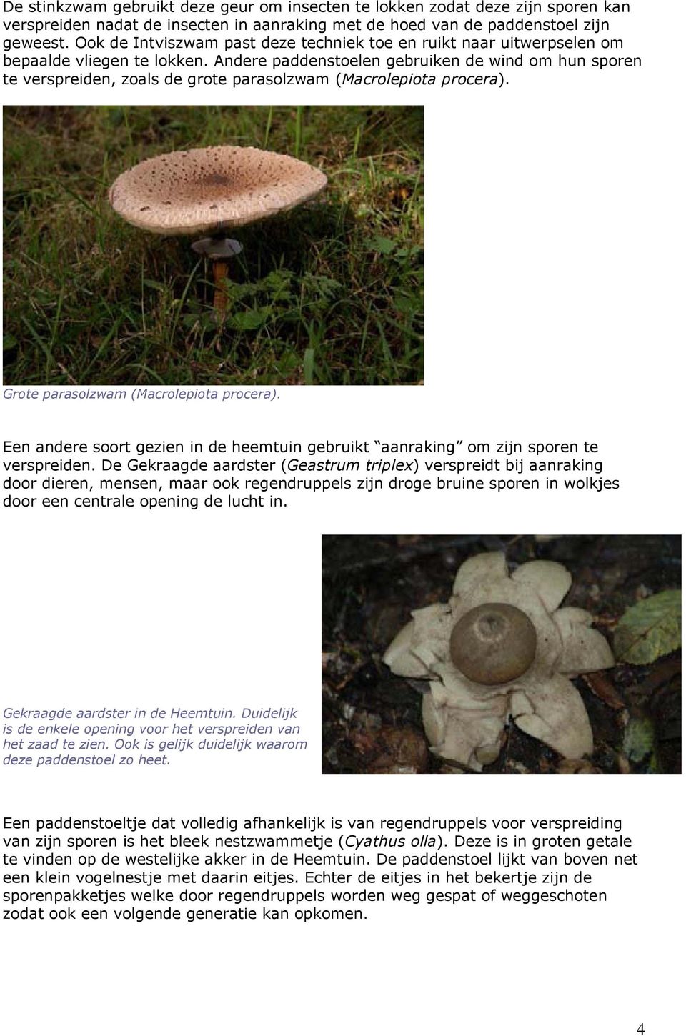 Andere paddenstoelen gebruiken de wind om hun sporen te verspreiden, zoals de grote parasolzwam (Macrolepiota procera). Grote parasolzwam (Macrolepiota procera).
