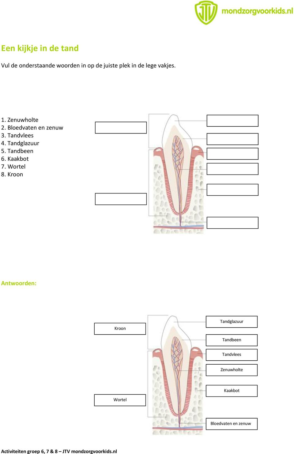 Tandglazuur 5. Tandbeen 6. Kaakbot 7. Wortel 8.