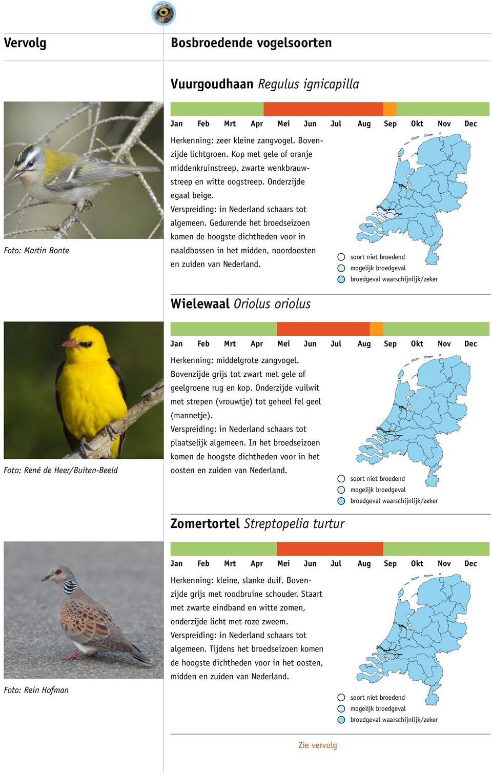 Wielewaal Oriolus oriolus Foto: René de Heer/Buiten-Beeld Herkenning: middelgrote zangvogel. Bovenzijde grijs tot zwart met gele of geelgroene rug en kop.