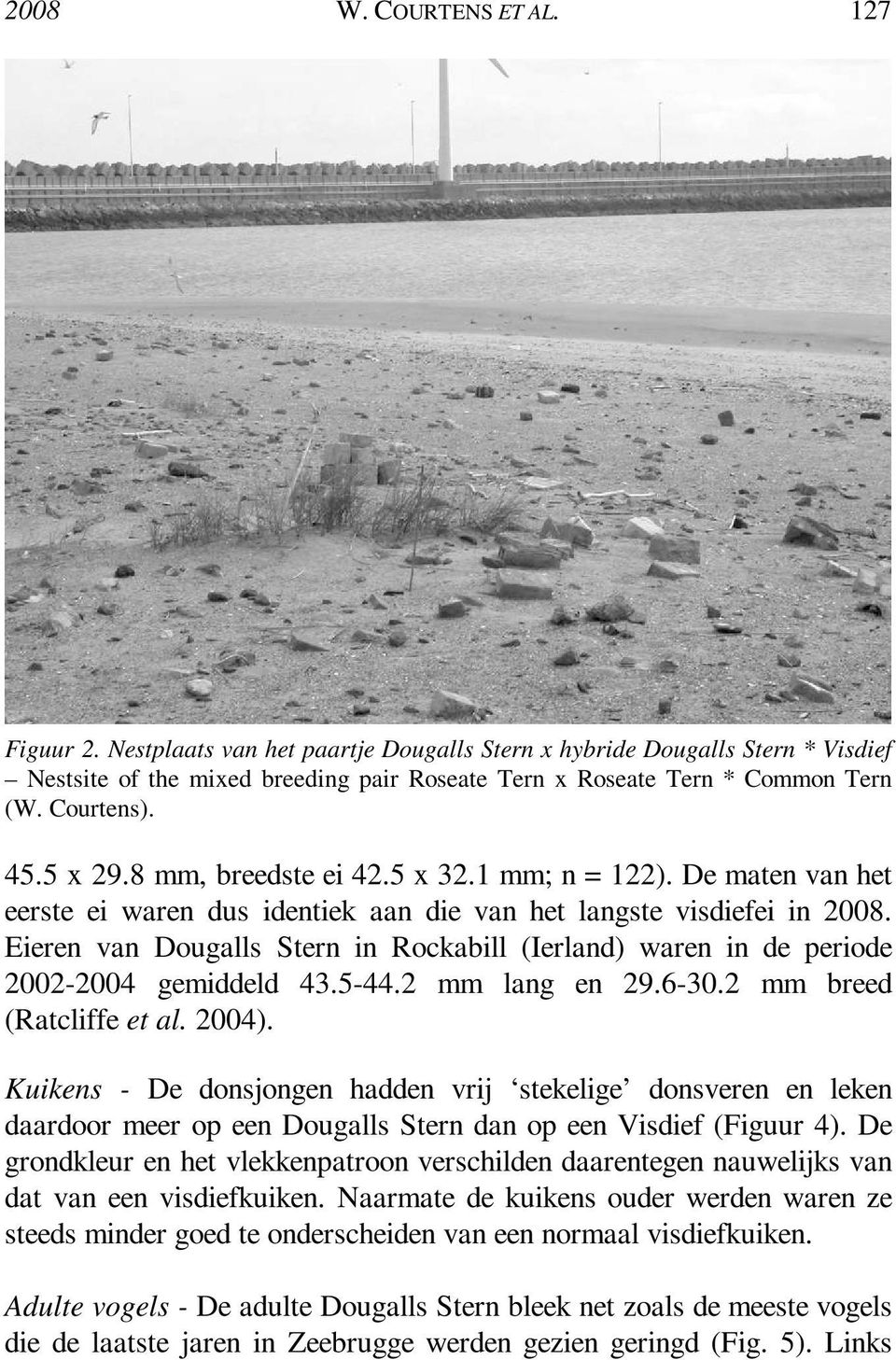 Eieren van Dougalls Stern in Rockabill (Ierland) waren in de periode 2002-2004 gemiddeld 43.5-44.2 mm lang en 29.6-30.2 mm breed (Ratcliffe et al. 2004).