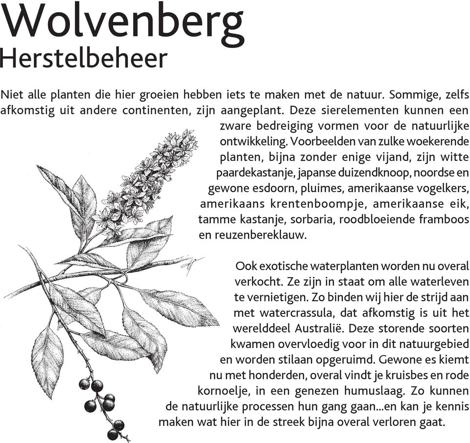 Voorbeelden van zulke woekerende planten, bijna zonder enige vijand, zijn witte paardekastanje, japanse duizendknoop, noordse en gewone esdoorn, pluimes, amerikaanse vogelkers, amerikaans