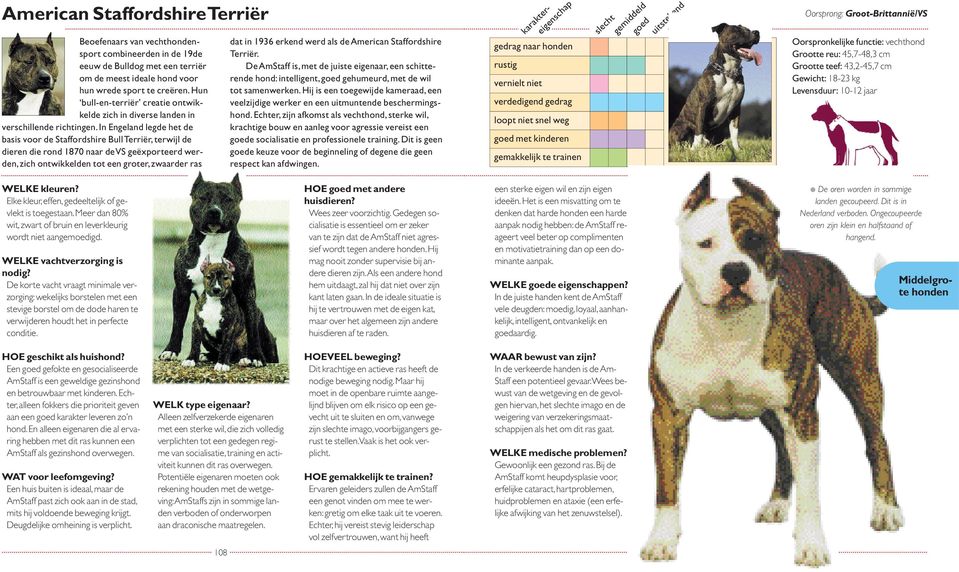 In Engeland legde het de basis voor de Staffordshire Bull Terriër, terwijl de dieren die rond 1870 naar de VS geëxporteerd werden, zich ontwikkelden tot een groter, zwaarder ras dat in 1936 erkend