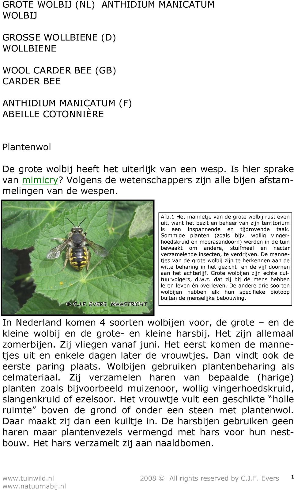 1 Het mannetje van de grote wolbij rust even uit, want het bezit en beheer van zijn territorium is een inspannende en tijdrovende taak. Sommige planten (zoals bijv.