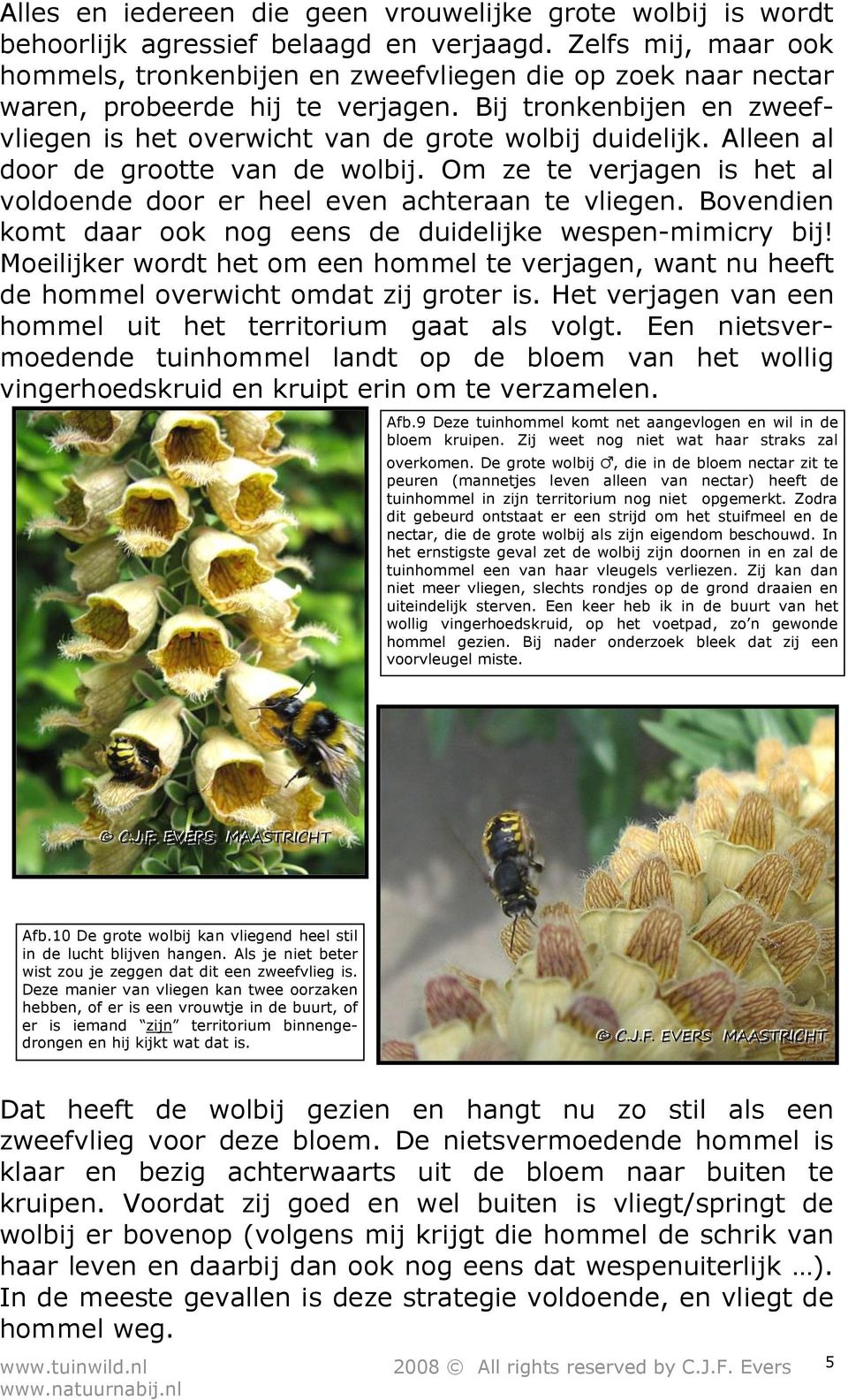 Alleen al door de grootte van de wolbij. Om ze te verjagen is het al voldoende door er heel even achteraan te vliegen. Bovendien komt daar ook nog eens de duidelijke wespen-mimicry bij!